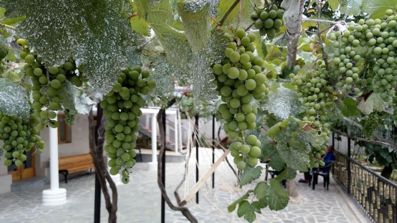 Гостевой дом Tsivi Tba Цхалтубо-9