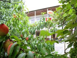 Гостевой дом Tsivi Tba Цхалтубо-2